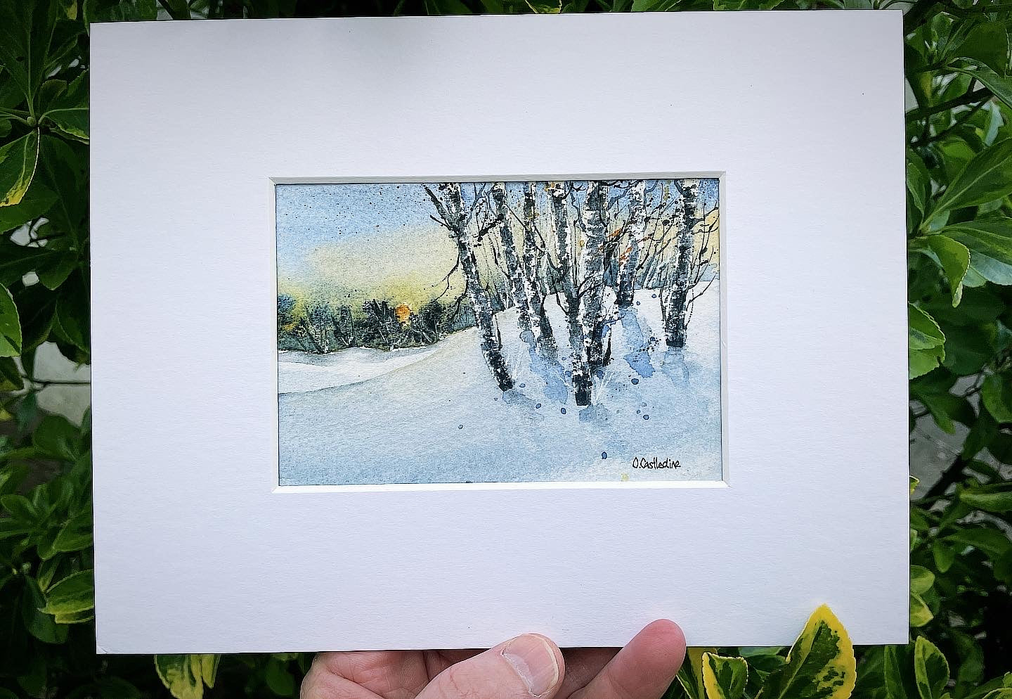 Last Light, Birch trees in the snow - A6 Original art in a 9 x 7 mount.